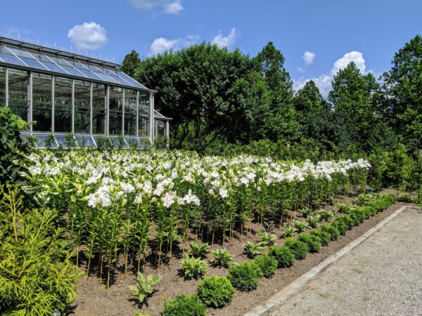 Madonna Lily