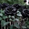 Black rose - Image 2