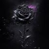 Black rose